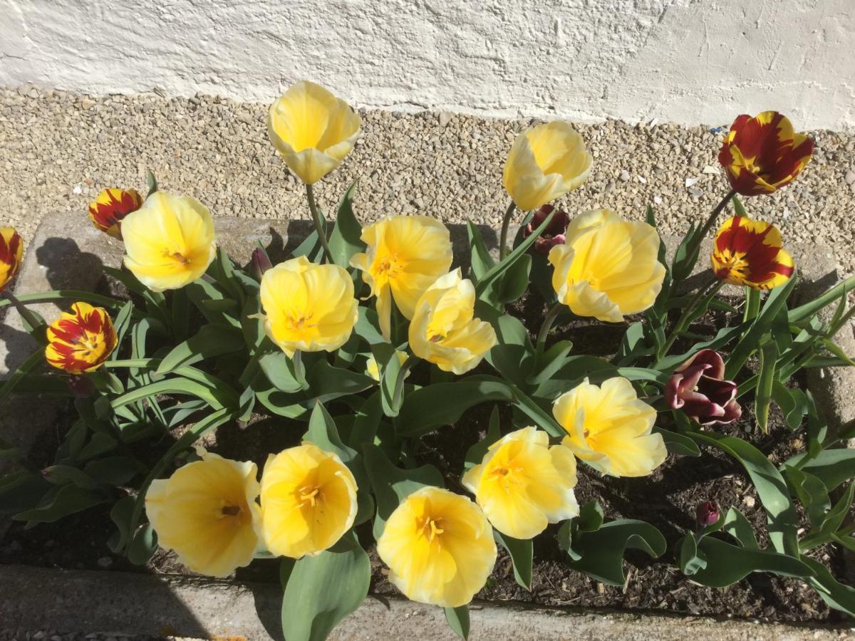 Bed and Breakfast Le Jardin De Rose 24 Feuillebert Romagne 86700 Exterior foto