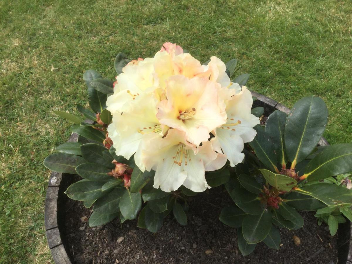 Bed and Breakfast Le Jardin De Rose 24 Feuillebert Romagne 86700 Exterior foto