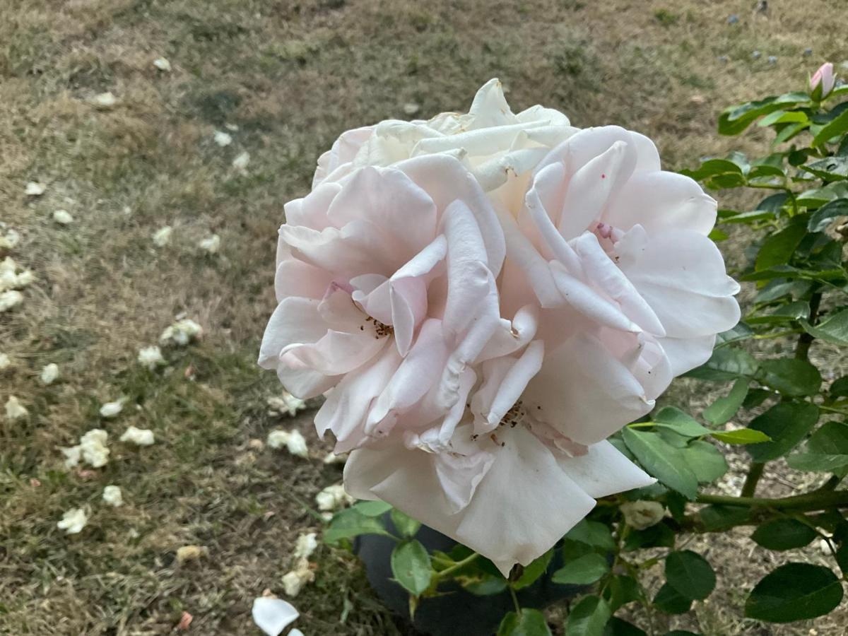 Bed and Breakfast Le Jardin De Rose 24 Feuillebert Romagne 86700 Exterior foto